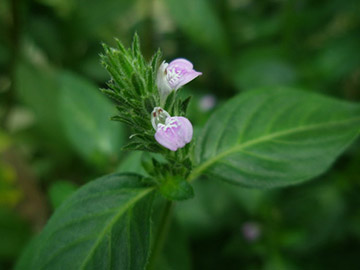 【中药释义】爵床草又名小青草,治疗肝硬化,甲状腺肿有奇效.