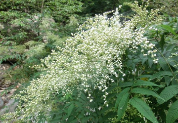 【中药释义】观赏植物六月雪,居然可以抗击狂犬病病毒!